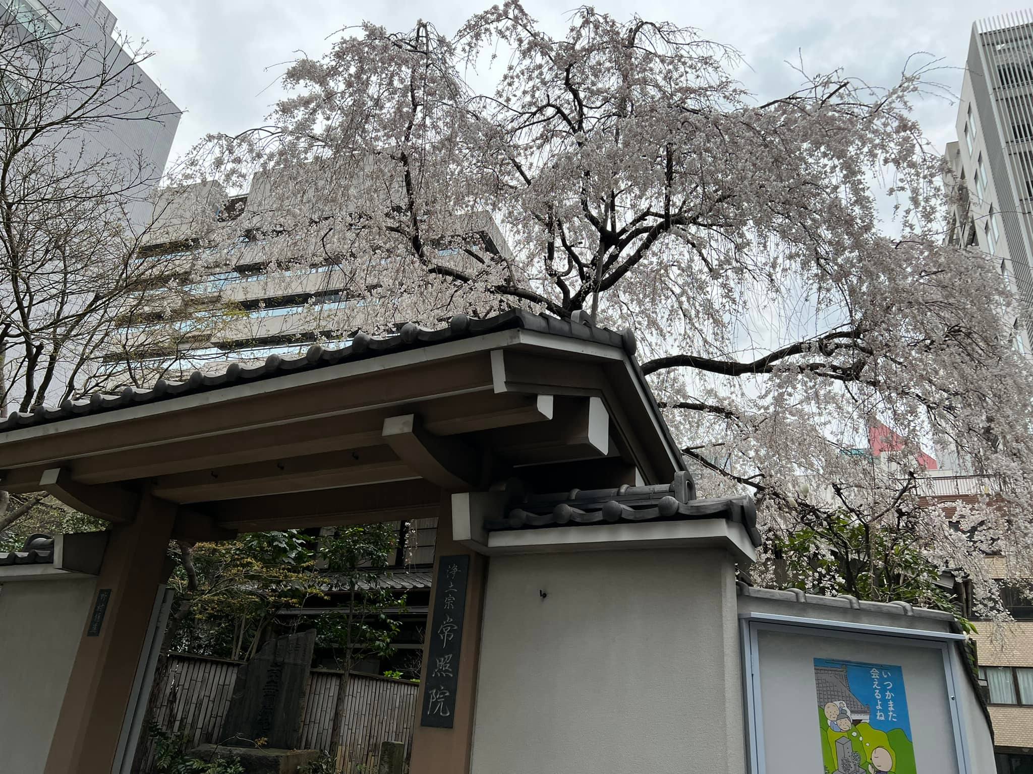 議会棟に向かう際にある、常照院さんのしだれ桜が今年も綺麗に咲いています。